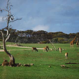 Monarto Zoo