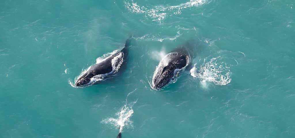 Photo of Wings Over Whales