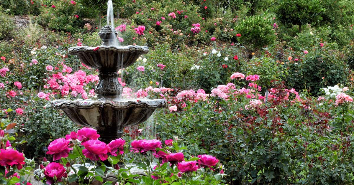 International Rose Test Garden, Portland Roadtrippers