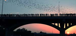 Congress Avenue Bridge / Austin Bats