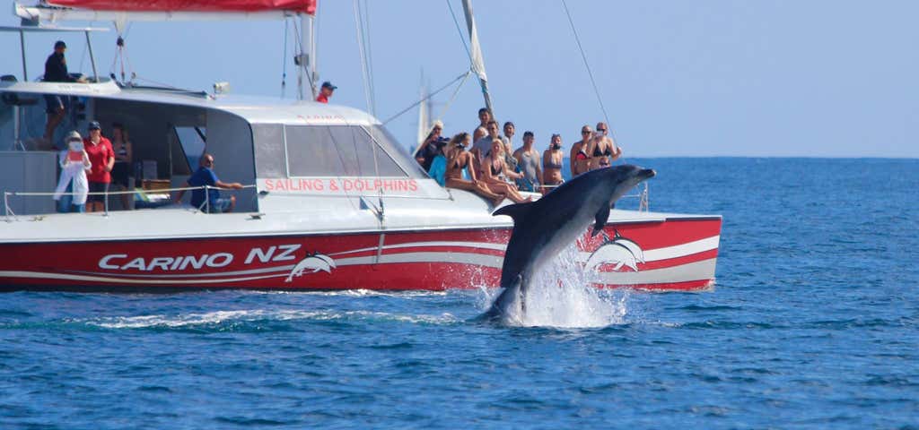 Photo of Carino Sailing & Dolphin charters
