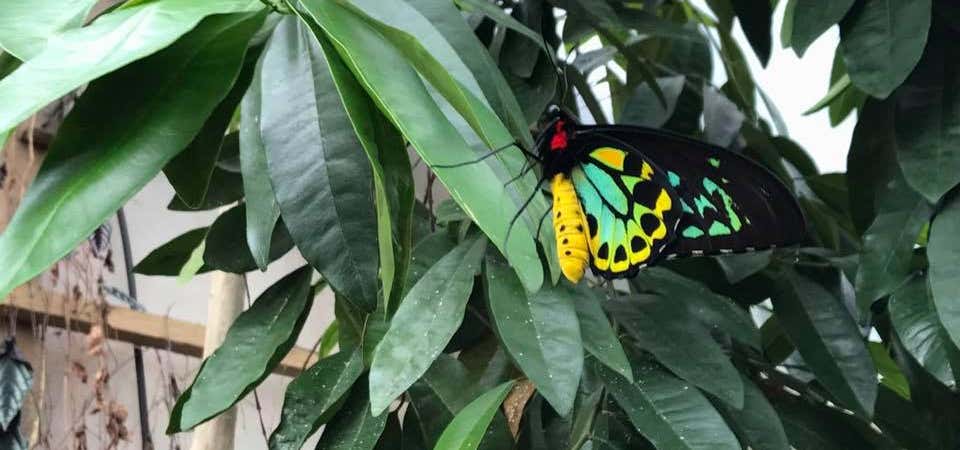 Photo of Butterfly & Orchid Garden