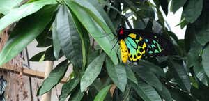 Butterfly & Orchid Garden