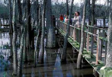 Photo of Blue Elbow Swamp