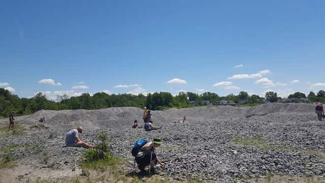 Fossil 4113 2025