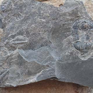 U-dig Fossils