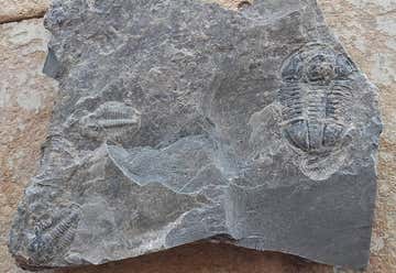 Photo of U-dig Fossils