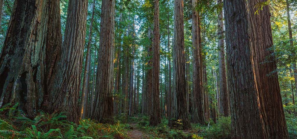 Photo of Prairie Creek Redwoods State Park
