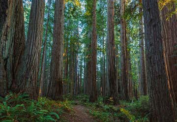 Photo of Prairie Creek Redwood State Park