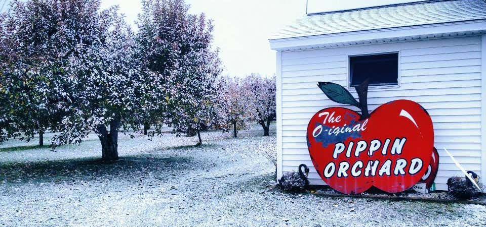 Photo of Pippin Apple Orchard
