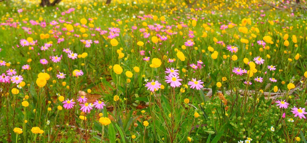 Photo of Geraldton Wildflowers