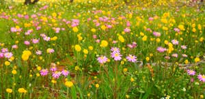 Geraldton Wildflowers