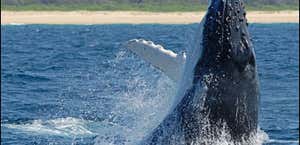 Whale watching Coffs Harbour