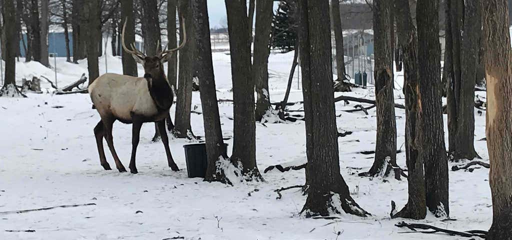Photo of Gaylord's City Elk Park