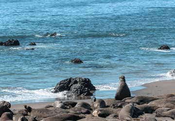 Photo of Piedras Blancas Elephant Seal Rookery