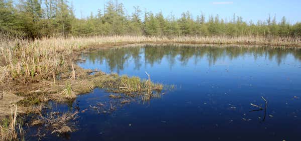 Photo of Wauconda Bog Nature Preserve