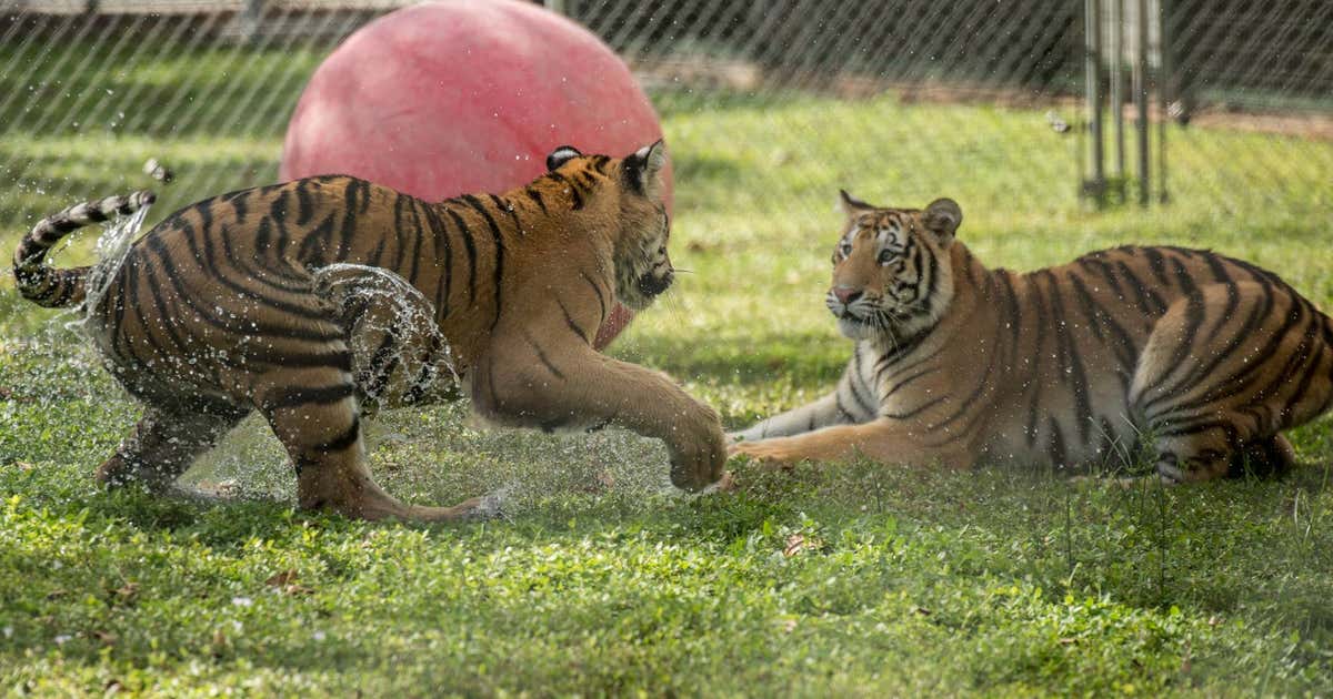 Big Cat Habitat & Gulf Coast Sanctuary, Sarasota | Roadtrippers