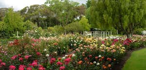 Lady Norwood Rose Garden