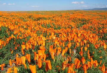 Photo of Antelope Valley California Poppy Reserve State Natural Reserve