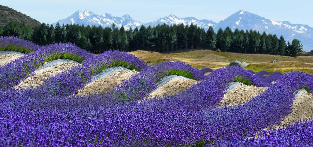 Photo of NZ Alpine Lavender Farm