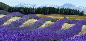 NZ Alpine Lavender Farm