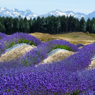 NZ Alpine Lavender Farm