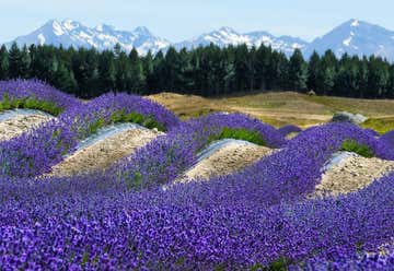 Photo of New Zealand Alpine Lavender