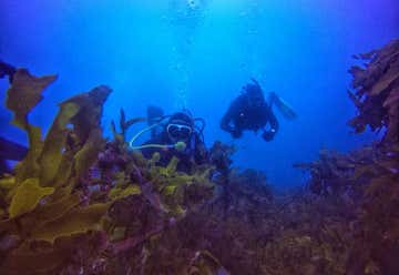 Photo of Dive Wellington