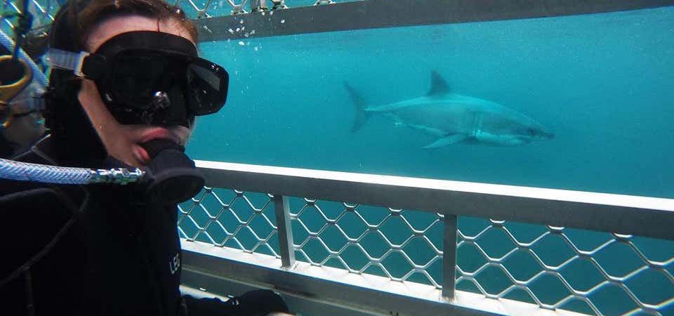 Photo of Shark Experience Bluff