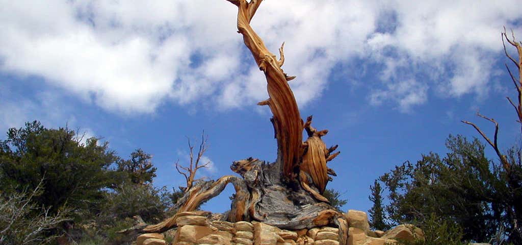 Photo of Bristlecone Pine Ancient Forest
