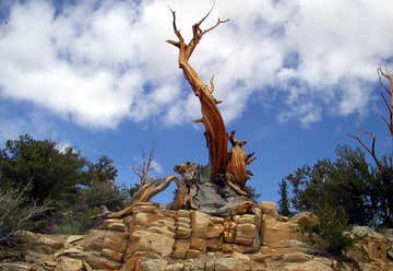 Photo of Bristlecone Pine Forest