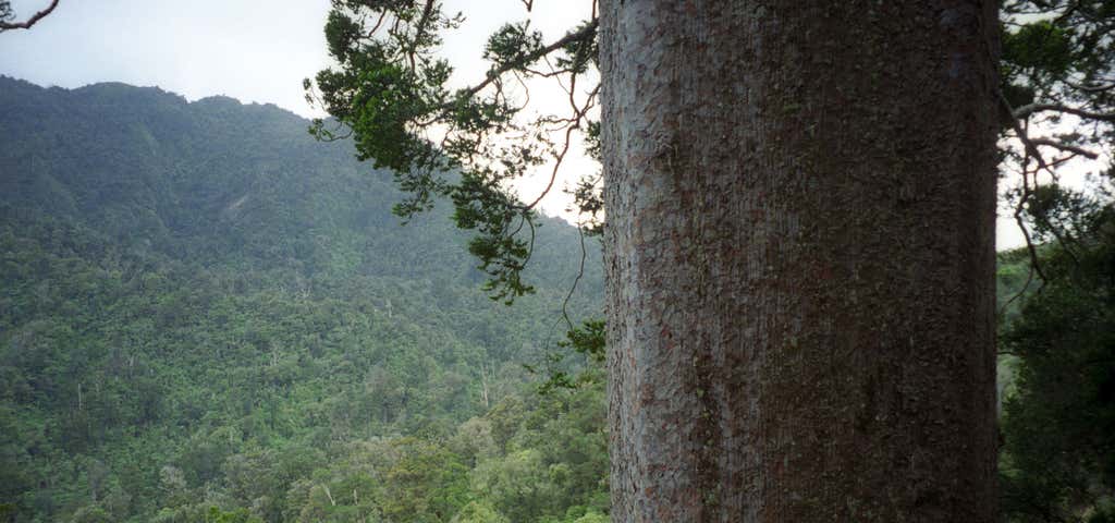 Photo of Square Kauri Tree