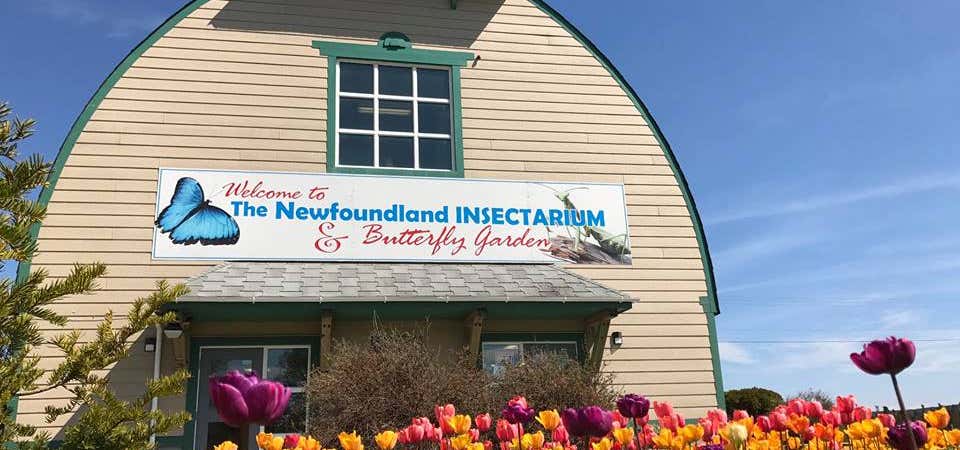 Photo of Newfoundland Insectarium