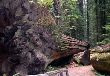 Photo of Humbolt Redwood State Park