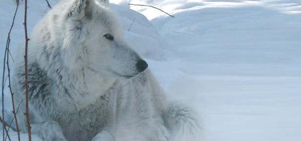 Photo of Wolf Song of Alaska