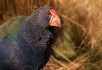 Photo of Punanga Manu o Te Anau/Te Anau Bird Sanctuary