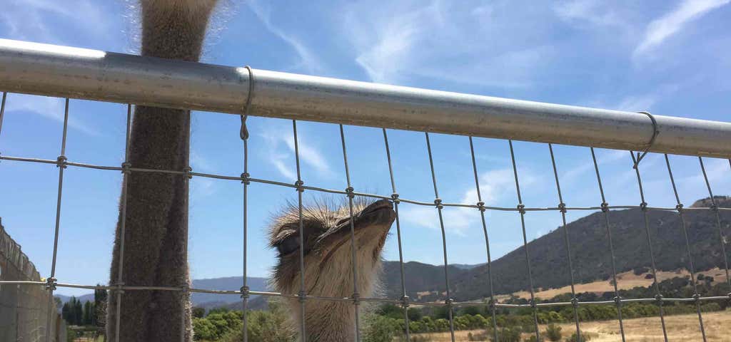 Photo of Ostrich Farm