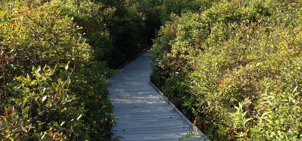 Step Into a World of Wonder: Exploring Ohio's Kent (Cooperrider) Bog State Nature Preserve