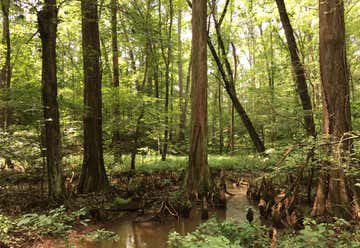 Photo of Battle Creek Cypress Swamp