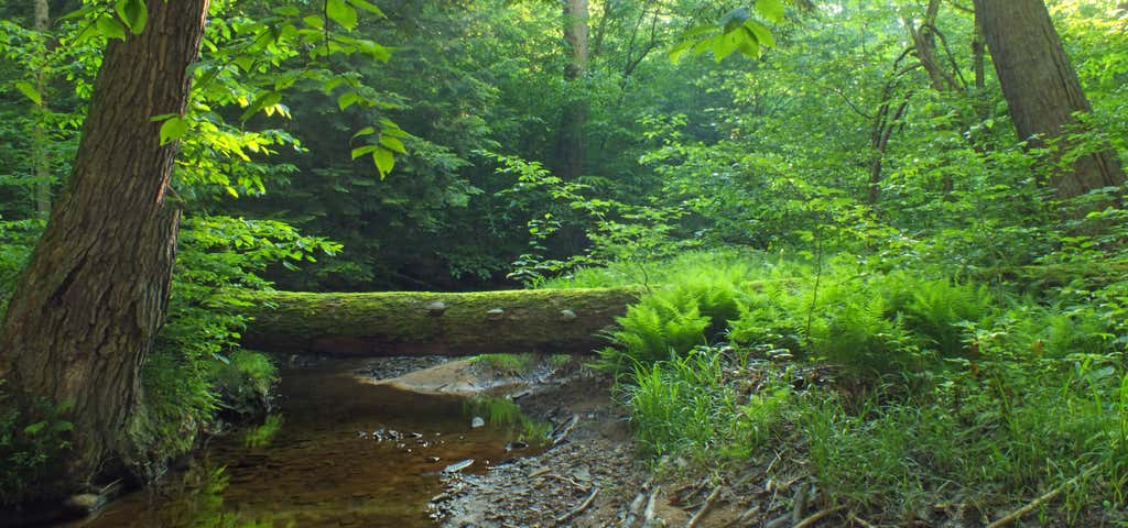 Photo of Tionesta Scenic and Research Natural Areas