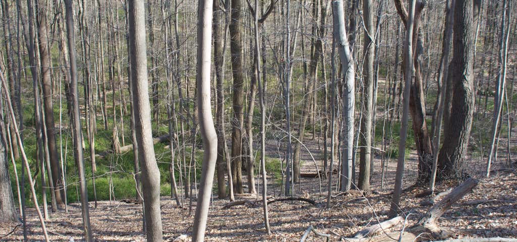 Photo of Moggy Hollow Natural Area
