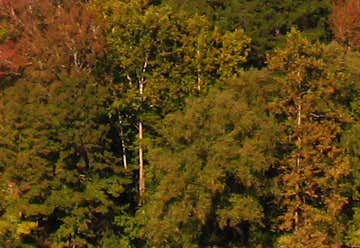 Photo of Ozark–St. Francis National Forest