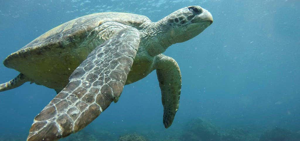 Photo of Watersports Guru - Snorkel With Turtles