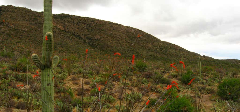 Photo of Cactus Forest Drive