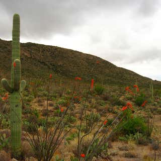 Cactus Forest Drive