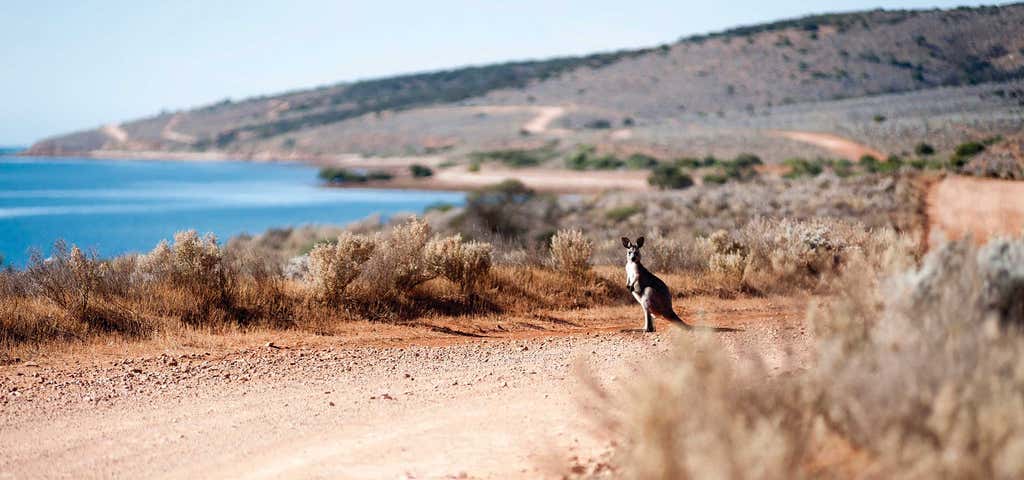 Photo of Whyalla Wildlife Encounters
