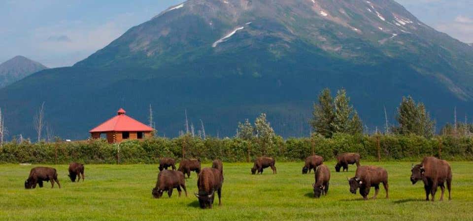 Photo of Alaska Wildlife Conservation Center