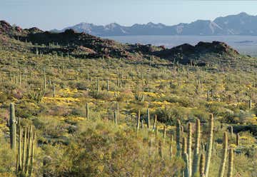 Photo of Organ Pipe Cactus National Monument