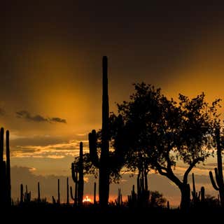 Saguaro National Park - Tucson Mountain District
