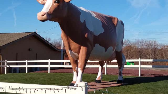 Giant Cow Kingston Pa Roadtrippers Don't kid yourself, jimmy, if a cow ever got the chance he'd eat you and everyone you care about that is at least when it comes to one specific bovine, because this giant cow from australia looks like. giant cow kingston pa roadtrippers